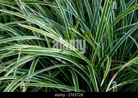 Japanese Grass Sedge, Carex Ice Dance, Hardy, Grasses Foto Stock