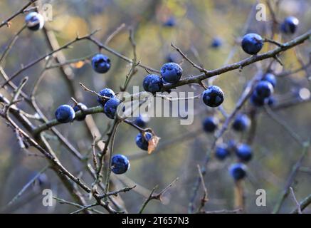 Bacche di Blackthorn su un cespuglio senza foglie gemello nella foresta Foto Stock