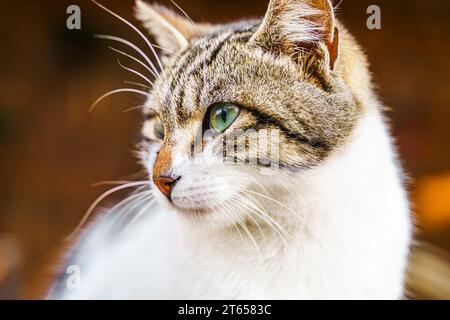 Gli animali senzatetto cercano rifugio. La strada superstite del villaggio, la città vecchia. Creature abbandonate e vaganti. I gatti tristi, solitari e indifesi hanno bisogno di aiuto Foto Stock