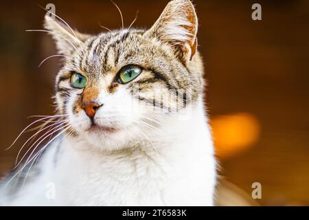 Gli animali senzatetto cercano rifugio. La strada superstite del villaggio, la città vecchia. Creature abbandonate e vaganti. I gatti tristi, solitari e indifesi hanno bisogno di aiuto Foto Stock