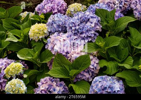 ortensia sana e fiorita o ortensia cespuglio con varie colorazioni di teste di fiori. Foto Stock