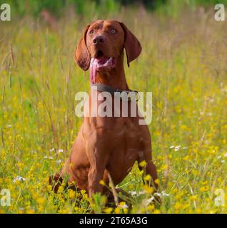 Cane seduto in un campo erboso. Foto Stock