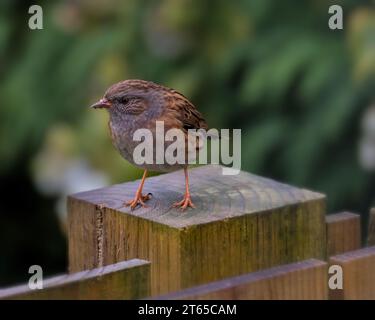 Un passero della casa seduto su Un Fence Post in Un giorno di pioggia Foto Stock