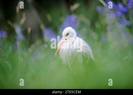 Cicogna bianca nascosta in alta erba verde. Primo piano e sfondo blu. Ciconia ciconia Foto Stock