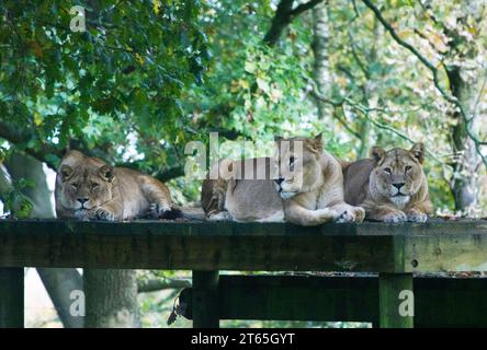 Tre leoni che guardano al Knowsley Safari Park Foto Stock