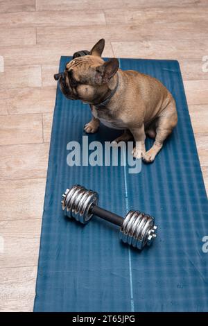 Un bulldog francese siede su un tappetino per esercizi vicino a un manubrio. Concetto che mostra l'attività fisica e la formazione Foto Stock