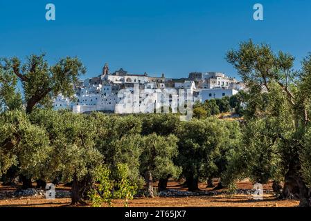 Ostuni, Puglia, Italia con gli ulivi in primo piano Foto Stock