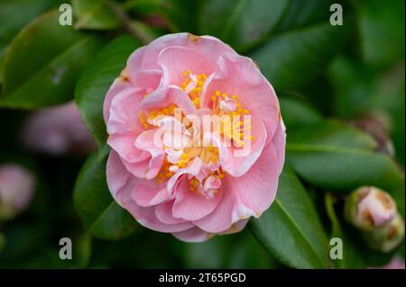 Grandi fiori di Camellia arbusto o albero, fioritura delle piante, close up Foto Stock