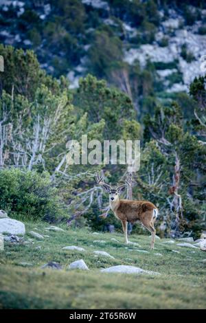 Un grande mulo cervo ancora in velluto vicino al passo kearsarge nella sierra orientale Foto Stock
