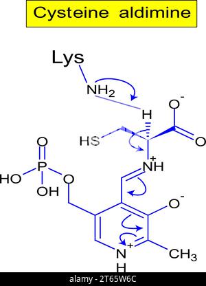 Struttura aldimine cisteina .illustrazione vettoriale Illustrazione Vettoriale