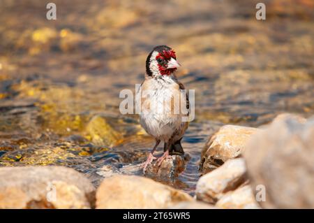 Il goldfinch europeo, su una roccia in un ruscello. Nome latino Carduelis carduelis. Foto Stock