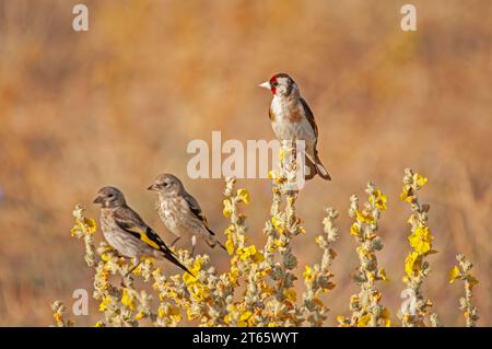 European goldfinch in un gruppo su uno stabilimento di Verbascum. Nome latino Carduelis carduelis, sfondo marrone. Foto Stock