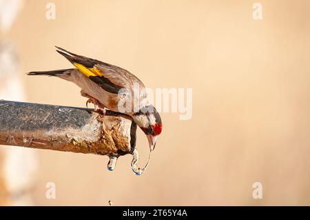 Goldfinch europeo che beve dalla fontana. Nome latino Carduelis carduelis. Foto Stock