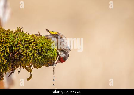 Goldfinch europeo che beve dalla fontana. Nome latino Carduelis carduelis. Foto Stock