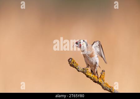 European goldfinch, su lichene giallo. Nome latino Carduelis carduelis. Marrone, sfondo sfocato. Foto Stock