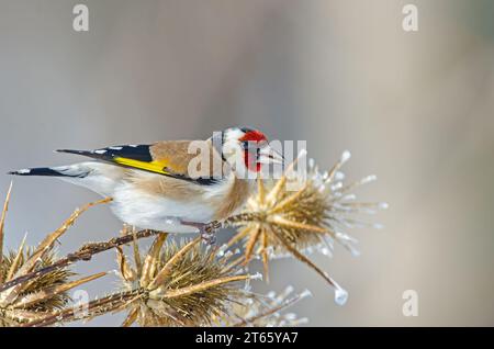 European goldfinch che si nutre di vegetazione congelata. Nome latino Carduelis carduelis. Foto Stock