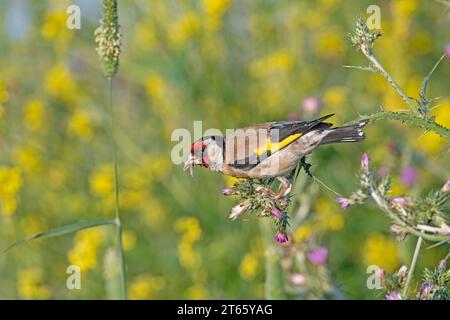 Il goldfinch europeo si nutre di semi di cardo. goldfinch europeo, o semplicemente goldfinch, nome latino Carduelis carduelis, arroccato su un ramo di cardo Foto Stock