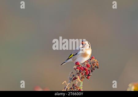 European Goldfinch che si nutre di more. Nome latino Carduelis carduelis. Foto Stock