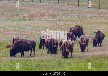 Bisonte americano (Bison bison) che pascolano in un campo al Terry Bison Ranch vicino Cheyenne, Wyoming Foto Stock