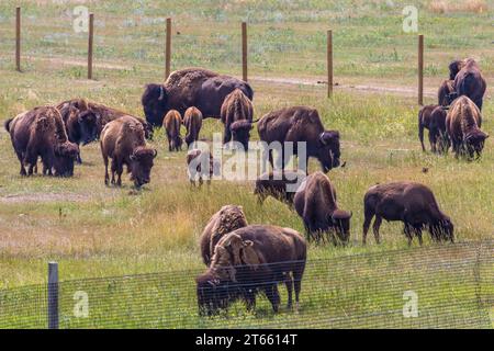 Bisonte americano (Bison bison) che pascolano in un campo al Terry Bison Ranch vicino Cheyenne, Wyoming Foto Stock