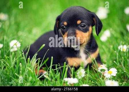 Ritratto di un cucciolo nero di zucca su un prato verde Foto Stock
