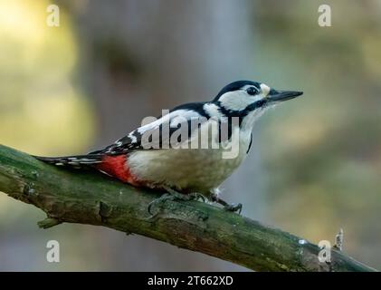 Picchio maculato femminile su un ramo di albero nel bosco Foto Stock