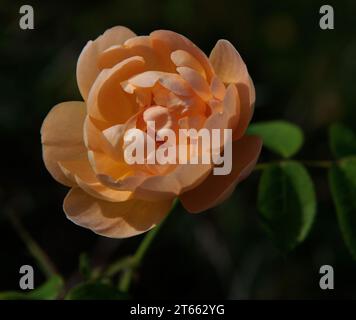 Rosa "Lark Ascending" Foto Stock