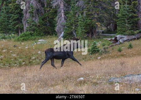 Moose (Alces alces) che corre, in una radura presso la Medicine Bow National Forest nel Wyoming Foto Stock
