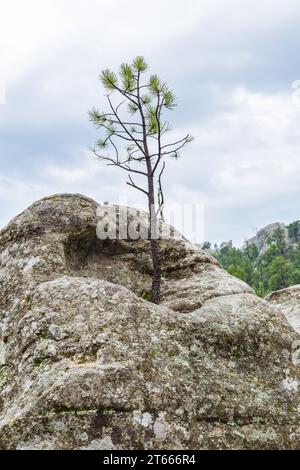 Pino maturo che cresce da un grande masso di granito nelle Black Hills vicino a Keystone, South Dakota Foto Stock