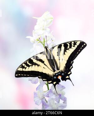 Macro di una farfalla a coda di rondine della tigre occidentale (Papilio rutulus) che si nutre di un fiore. Vista dall'alto con ali aperte su un morbido sfondo rosa e blu Foto Stock