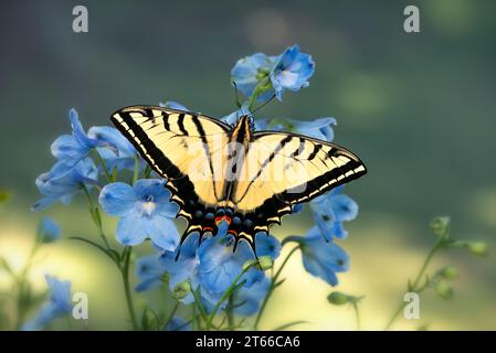 Macro di coda di rondine a due code (Papilio multicaudata) che si nutre di fiori di delfinio blu - vista dall'alto con le ali spalmate Foto Stock