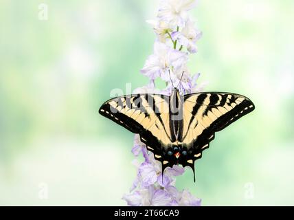 Macro di una farfalla a coda di rondine della tigre occidentale (Papilio rutulus) che si nutre di un fiore. Vista dall'alto con le ali aperte. Foto Stock