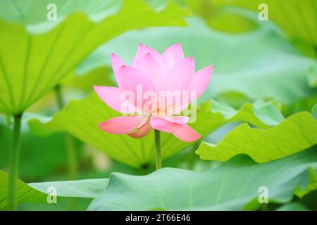Splendido loto rosa, foto ravvicinate Foto Stock