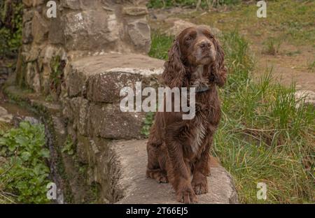 Vecchio Cocker Spaniel che lavorava al cioccolato sedeva su un muro vicino a un ruscello Foto Stock