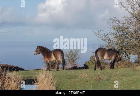 Pony che vivono all'aperto nel Parco Nazionale Exmoor pascolano sulla macchia sopra il mare Foto Stock