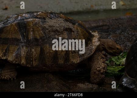 Due tartarughe africane speronato che mangiano durante la pioggia: Centrochelys sulcata, grandi tartarughe di cespugli africani, boschi e praterie, lago Langan Foto Stock