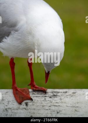 Gabbiano australiano Silver Gull in piedi su una recinzione di legno che guarda verso il basso i suoi piedi di arancio Foto Stock