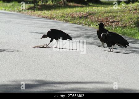 Avvoltoi di tacchino che si nutrono di uno scoiattolo in una strada di quartiere in Virginia U.S.A. Foto Stock