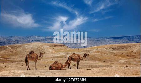 Israele, deserto del Negev, Una mandria di cammelli arabi Foto Stock