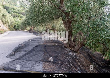 Le reti sparsi alla base degli ulivi per raccogliere le olive mature. Foto Stock