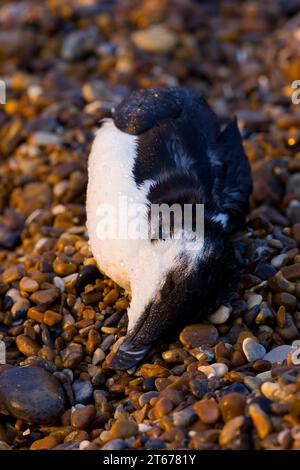 Razorbill Alca torda, adulto morto lavato sulla spiaggia di ciottoli, riserva naturale RSPB Minsmere, Suffolk, Inghilterra, ottobre Foto Stock