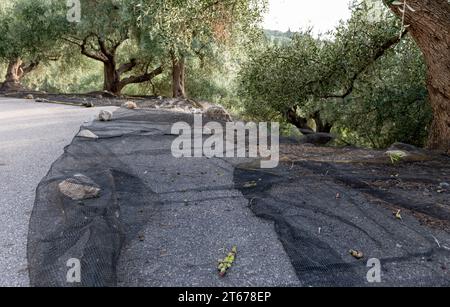 Le reti sparsi alla base degli ulivi per raccogliere le olive mature. Foto Stock