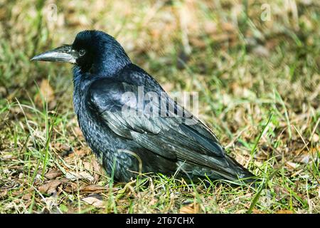 Rook alla ricerca di feed. L'uccello scava il suo becco nell'erba e foglie secche in cerca di lombrichi. Foto Stock