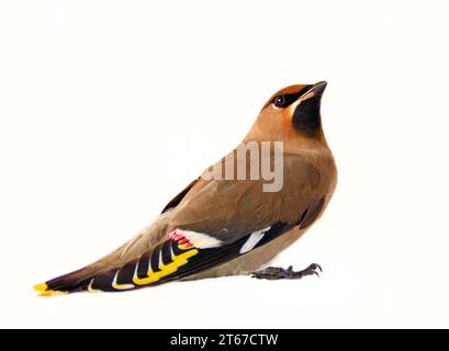 waxwing bohémien (Bombycilla garrulus) come specie di allevamento tipico delle foreste boreali (taiga) e svernamento in Europa. Straordinariamente bello dorato Foto Stock