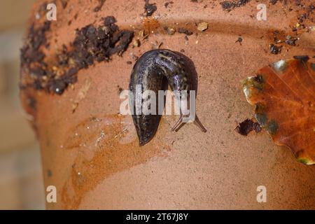 Grande lumaca grigia, lumaca leopardo (Limax maximus), famiglia dei Limacidae che strisciano su un vaso di piante di pietra. Giardino olandese. Autunno, novembre, giardino olandese Foto Stock