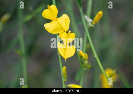 Primo piano del fiorito Spartium junceum giallo, noto anche come scopa spagnola, scopa da corsa e scopa da tessitore Foto Stock