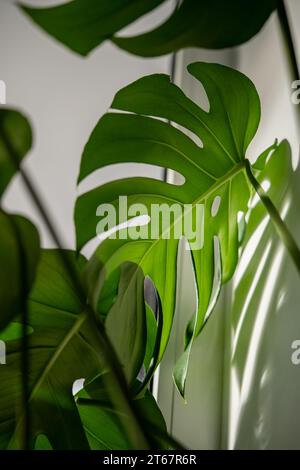 Foglia lucida traforata di esotica pianta tropicale di Monstera con ombra che cade alla luce sulle pareti Foto Stock