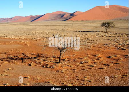 Deserto del Namib, dune e alberi di cammello (Vachellia erioloba). Namibia. Foto Stock