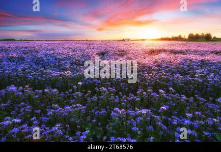 Fioritura phacelia fiori campo viola sotto i colori rossi del tramonto estivo. Agricoltura fattoria natura paesaggio Foto Stock