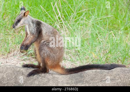 I wallaby rocciosi di medie dimensioni, spesso colorati ed estremamente agili vivono dove terreni rocciosi, aspri e ripidi possono fornire rifugio diurno. Rock-walla Foto Stock